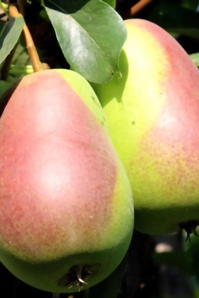 Груша ‘Десертна’|Pyrus domestica ‘Desertna’|Груша ‘Десертная’